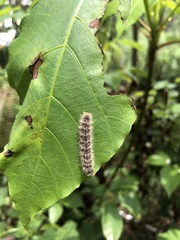 Erebidae