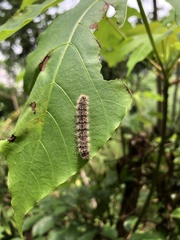 Erebidae