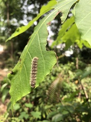Erebidae