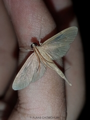 Hymenoptychis sordida