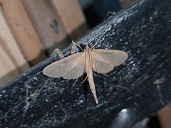 Hymenoptychis sordida