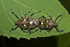 Dalpada oculata