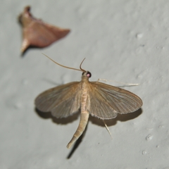 Hymenoptychis sordida