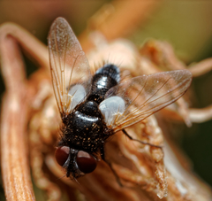 Leucostomatini