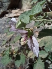 Malva subovata