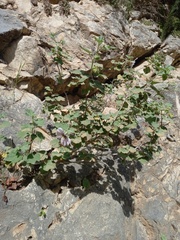 Malva subovata