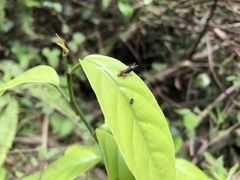 Apalacris nigrogeniculata