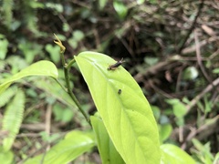 Apalacris nigrogeniculata