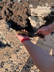 Gymnothorax flavimarginatus