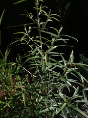 Ozothamnus argophyllus