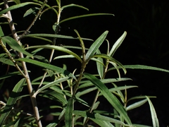 Ozothamnus argophyllus
