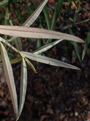 Ozothamnus argophyllus