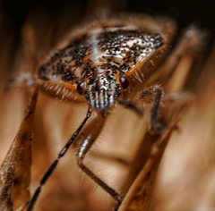 Agonoscelis puberula