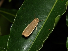 Palaeosia bicosta