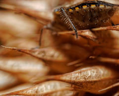 Agonoscelis puberula