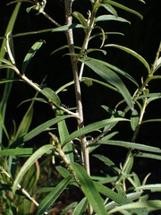 Ozothamnus argophyllus