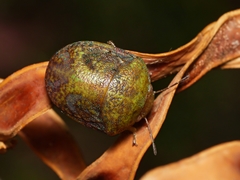 Solenotichus circuliferus