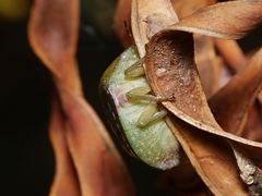 Solenotichus circuliferus