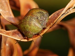 Solenotichus circuliferus