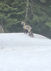 Vulpes vulpes macroura