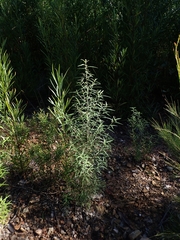 Ozothamnus argophyllus