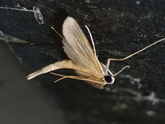 Hymenoptychis sordida