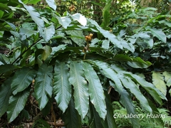 Alpinia uraiensis