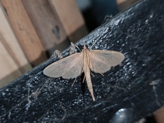 Hymenoptychis sordida