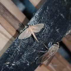 Hymenoptychis sordida