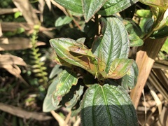 Homoeocerus bipunctatus