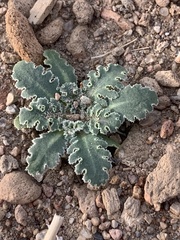 Glyptopleura marginata