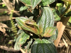 Homoeocerus bipunctatus