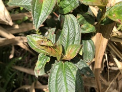 Homoeocerus bipunctatus