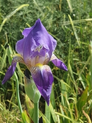 Iris mesopotamica