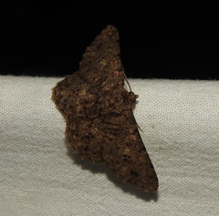 Racotis boarmiaria