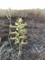 Astragalus asymmetricus
