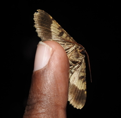 Racotis boarmiaria