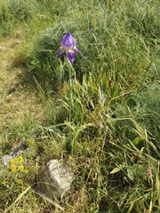 Iris mesopotamica