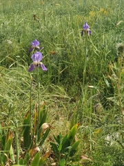 Iris mesopotamica