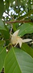 Magnolia × alba
