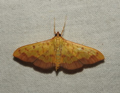 Isocentris filalis