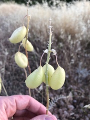 Astragalus asymmetricus