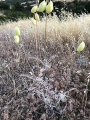 Astragalus asymmetricus