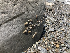 Cellana radians