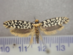 Moerarchis clathrata