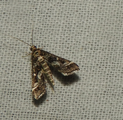 Diasemiopsis