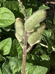 Lupinus texensis