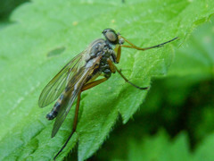 Rhagio annulatus
