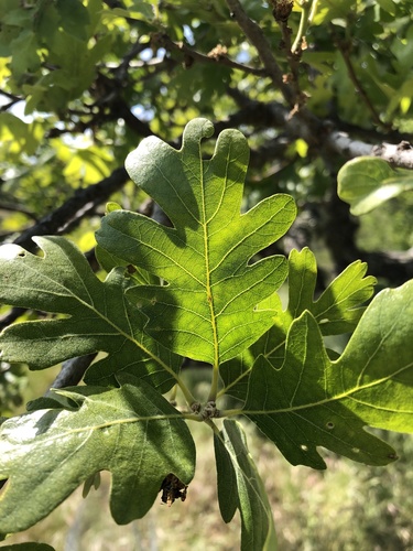 iNaturalist observation photo of blue oak