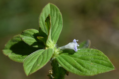 Spermacoce ocymifolia